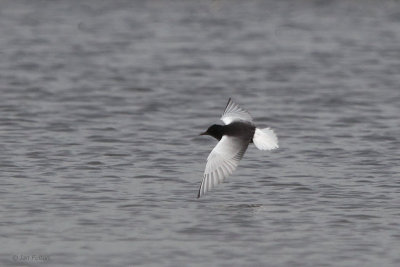 White-winged Tern, Hortobagy NP, Hungary