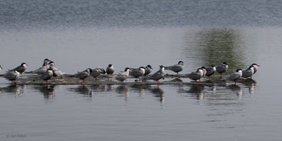 Whiskered Tern, Hortobagy NP, Hungary