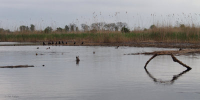 View from Pygmy Cormorant hide