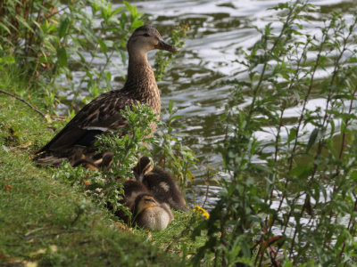 Mallard, Hogganfield Loch, Glasgow