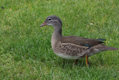 Mandarin Duck, Balloch, Clyde