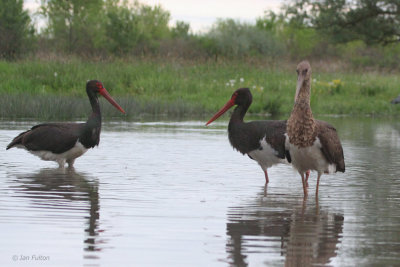 Black Stork, Hortobagy NP, Hungary