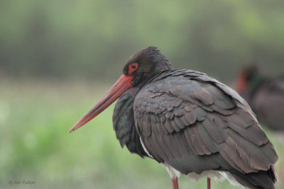 Black Stork, Hortobagy NP, Hungary