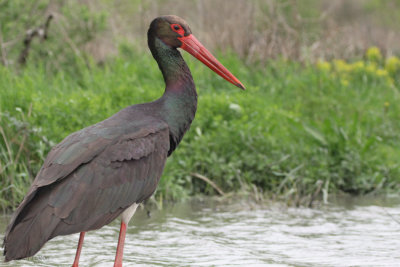 Black Stork, Hortobagy NP, Hungary