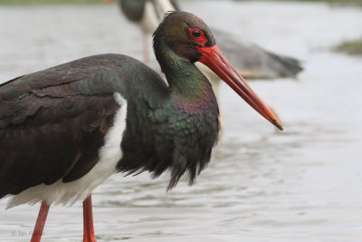Black Stork, Hortobagy NP, Hungary