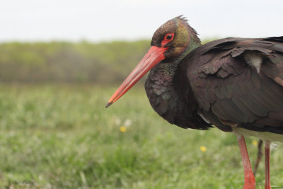 Black Stork, Hortobagy NP, Hungary