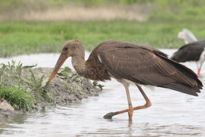 Black Stork, Hortobagy NP, Hungary