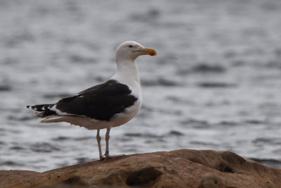 Great Black-backed Gull, Fife Ness