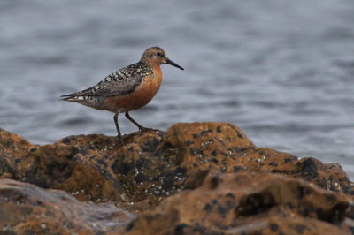 Knot, Fife Ness