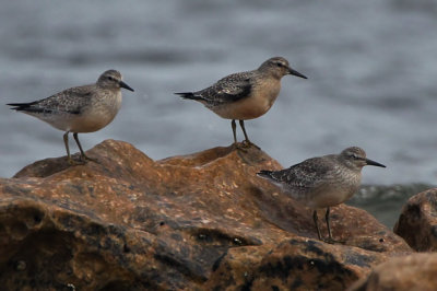 Knot, Fife Ness