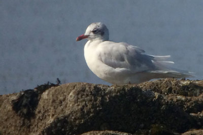 Mediterranean Gull, Troon South Beach, Ayrshire