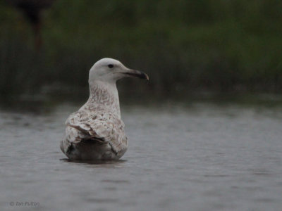 Caspian Gull (1st winter), Hortobagy NP, Hungary