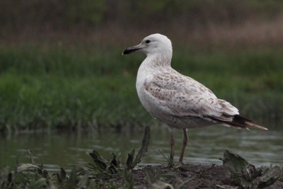 Caspian Gull (1st winter), Hortobagy NP, Hungary