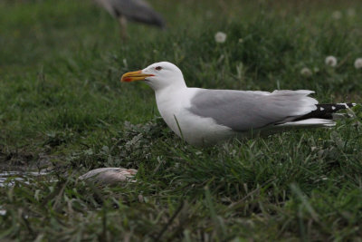 Caspian Gull (adult), Hortobagy NP, Hungary