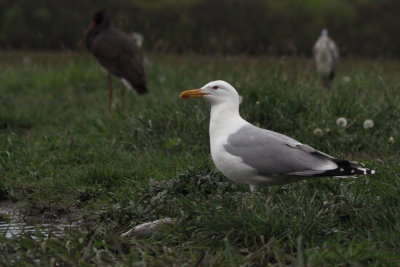 Caspian Gull (adult), Hortobagy NP, Hungary