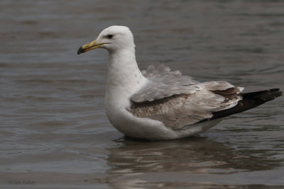 Caspian Gull (2nd winter), Hortobagy NP, Hungary