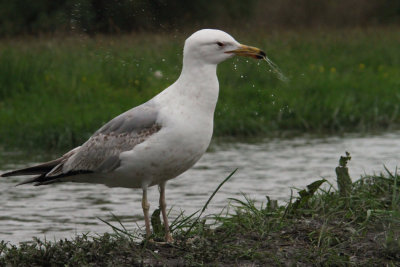 Caspian Gull (2nd winter), Hortobagy NP, Hungary