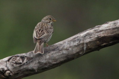 Corn Bunting, Hortobagy NP, Hungary