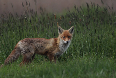 Fox, Hortobagy NP, Hungary