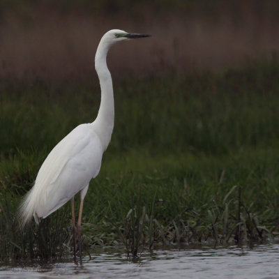 Great White Egret, Hortobagy NP, Hungary