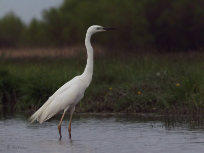 Great White Egret, Hortobagy NP, Hungary