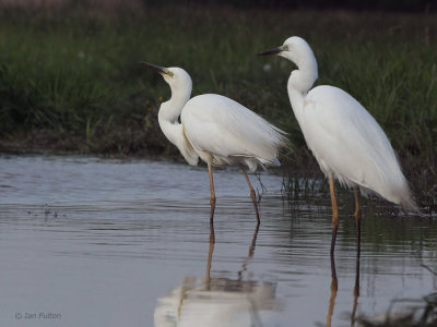 Great White Egret, Hortobagy NP, Hungary