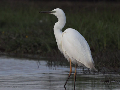 Great White Egret, Hortobagy NP, Hungary