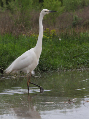 Great White Egret, Hortobagy NP, Hungary
