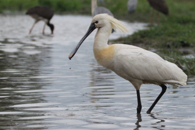 Spoonbill, Hortobagy NP, Hungary