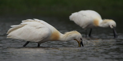 Spoonbill, Hortobagy NP, Hungary