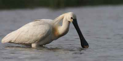 Spoonbill, Hortobagy NP, Hungary