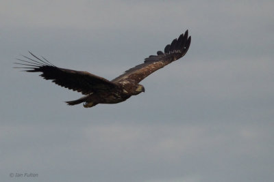 White-tailed Eagle (juvenile), Hortobagy NP, Hungary