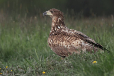 White-tailed Eagle (juvenile), Hortobagy NP, Hungary