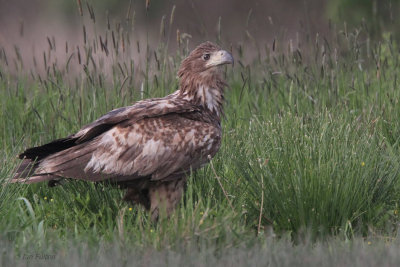 White-tailed Eagle (juvenile), Hortobagy NP, Hungary