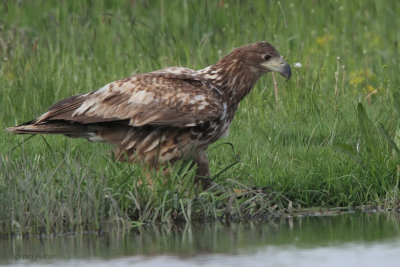 White-tailed Eagle (juvenile), Hortobagy NP, Hungary