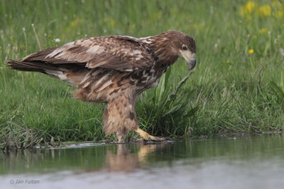 White-tailed Eagle (juvenile), Hortobagy NP, Hungary