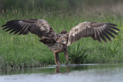 White-tailed Eagle (juvenile), Hortobagy NP, Hungary