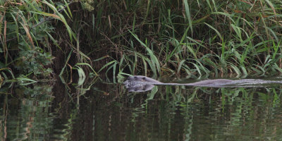 Otter, Endrick Water-Loch Lomond, Clyde