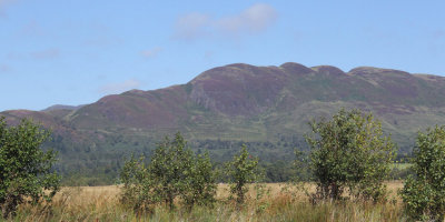 Purple heather in bloom on Conic Hill