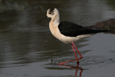 Black-winged Stilt, Hortobagy NP, Hungary