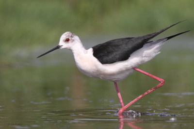 Black-winged Stilt, Hortobagy NP, Hungary