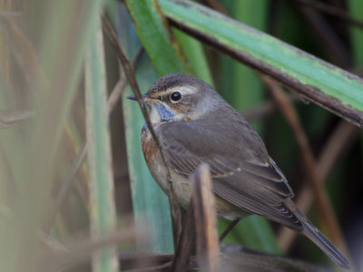 Bluethroat, Quendale, Shetland