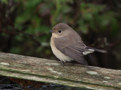 Red-breasted Flycatcher, Hestingott, Shetland
