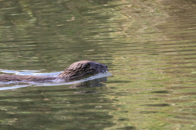 Otter, River Clyde at RSPB Baron's Haugh