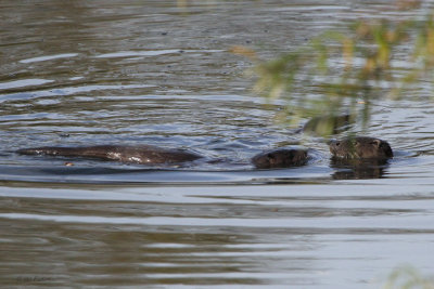 Otter, River Clyde at RSPB Baron's Haugh