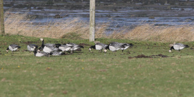 Barnacle Geese, Ardmore Point, Clyde