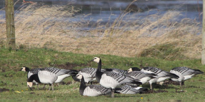 Barnacle Geese, Ardmore Point, Clyde