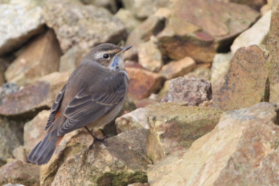 Bluethroat, Quendale valley, Shetland