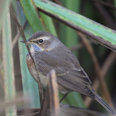 Bluethroat, Quendale valley, Shetland