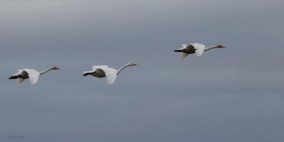 Whooper Swans, Loch of Spiggie, Shetland